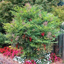 Nandina domestica